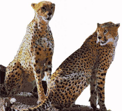 Cheetah