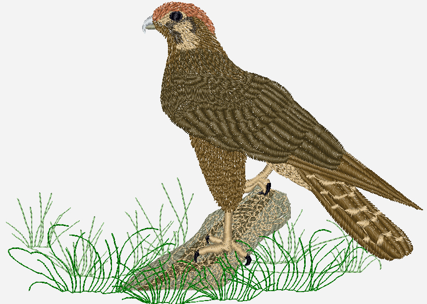 A Few Designs Brown Falcon