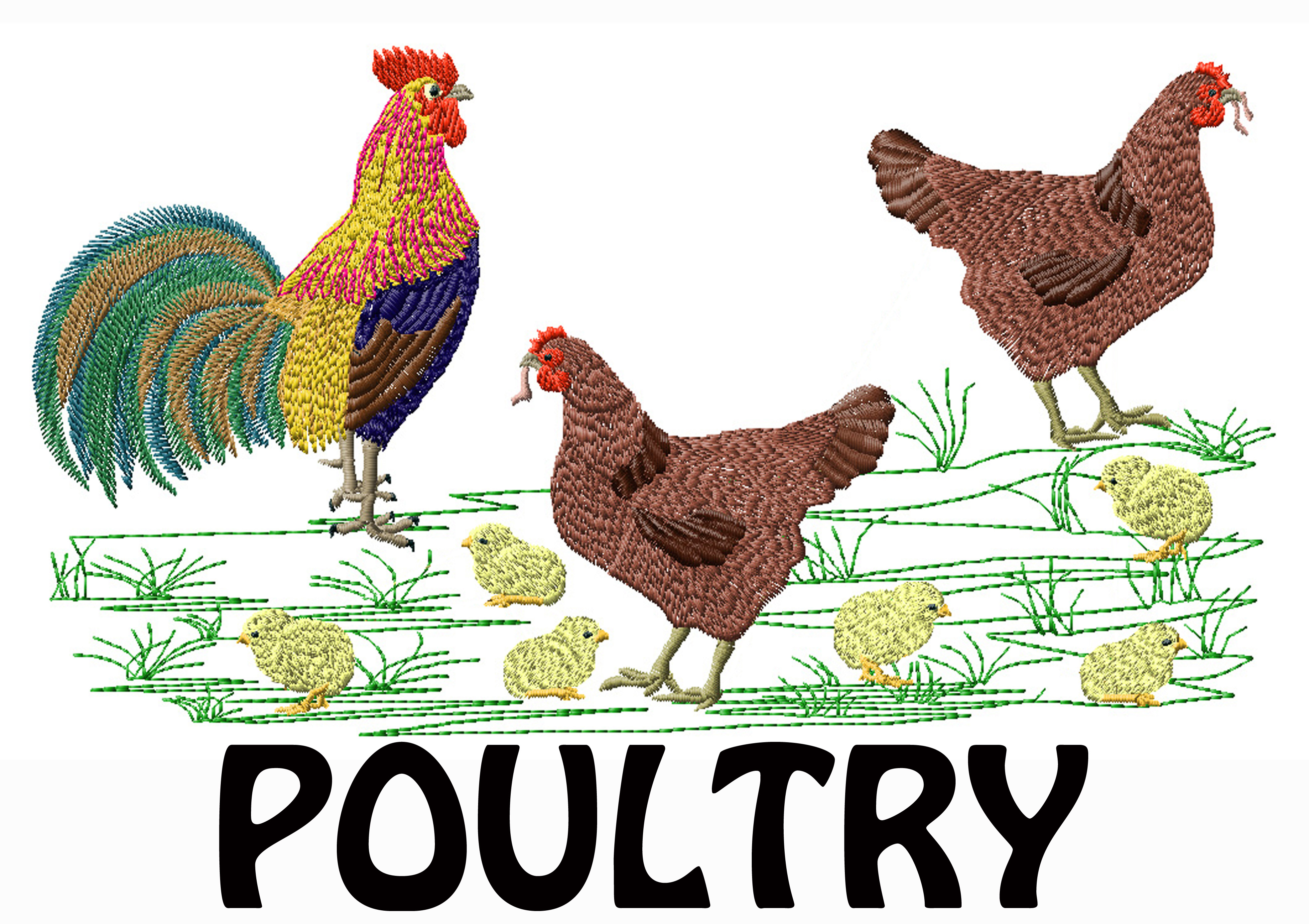 poultry