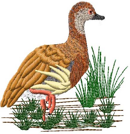 A Few Designs Plumed Whistling Duck