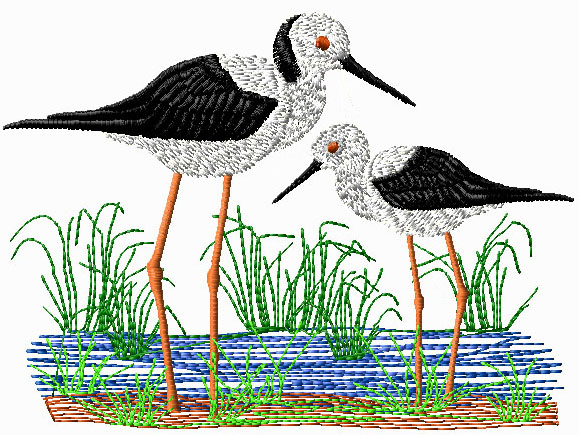 Australian Waterbirds 2 black shouldered stilts